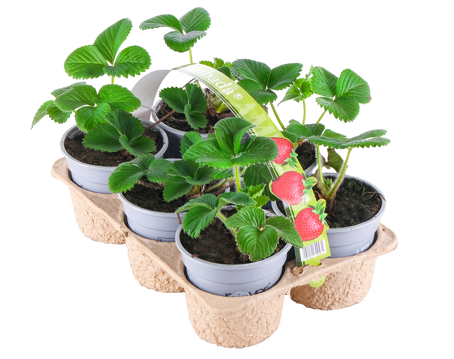 wunderbaum zimmerpflanze pflege Wunderstrauch 'Mammi' - Codiaeum variegatum mammi main image 0